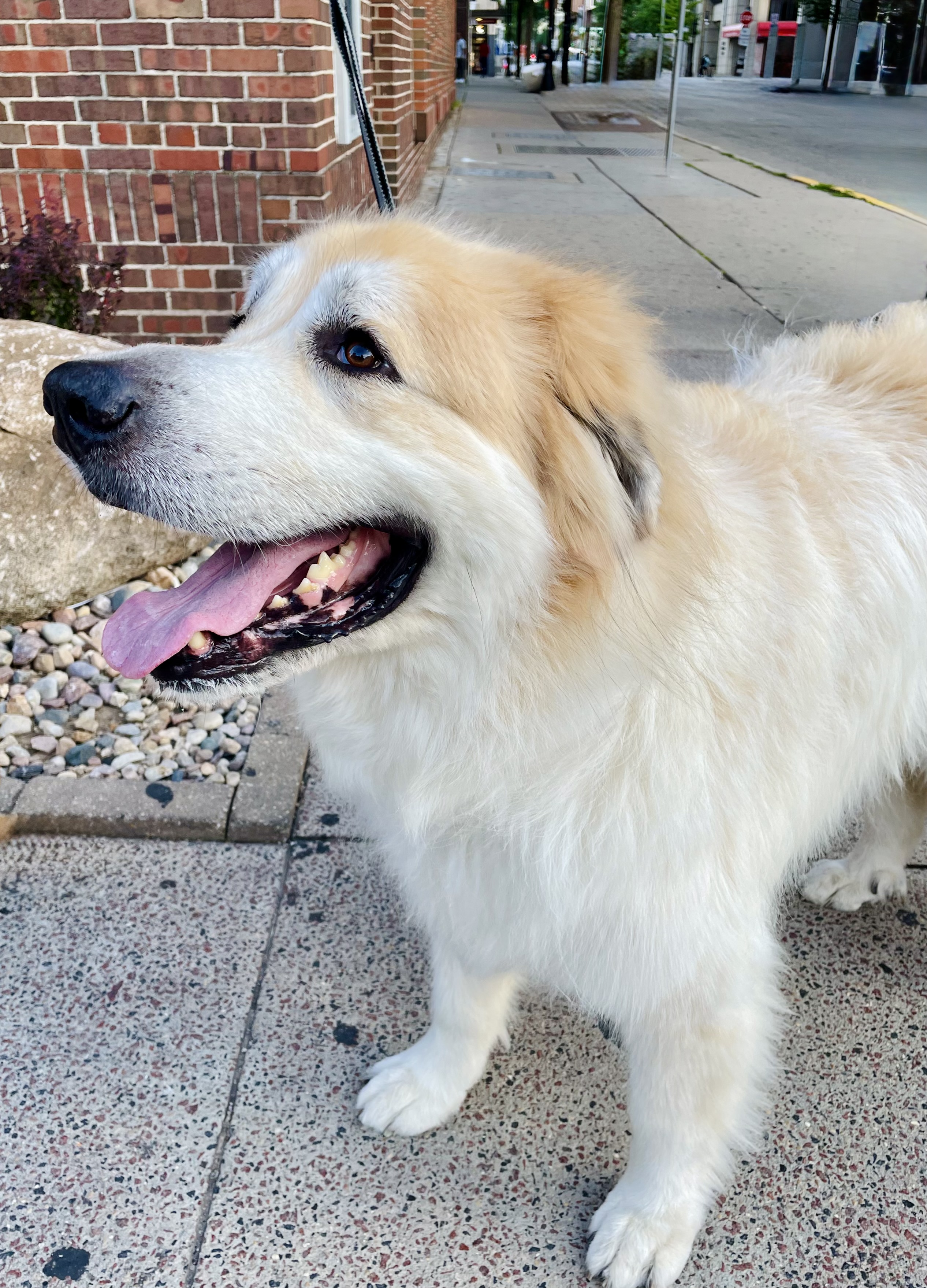 Animal photograph from field notes